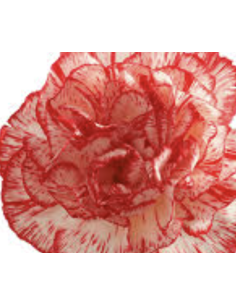 Peppermint Carnations | Red & White Carnations Wholesale (175 Stems)