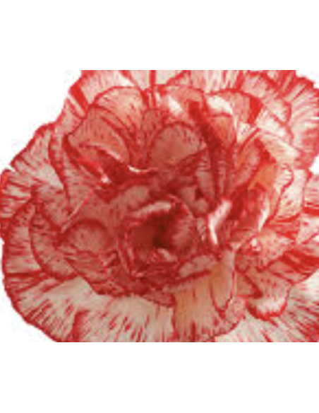 Peppermint Carnations | Red & White Carnations Wholesale (175 Stems)