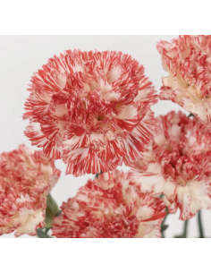 Carnations Peppermint 175 stems 2