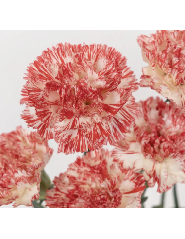 Peppermint Carnations | Red & White Carnations Wholesale (175 Stems)