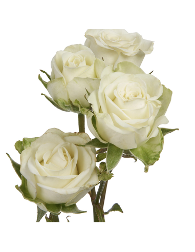 Snowflake White Spray Roses | Pure White Spray Roses Wholesale (120 Stems)