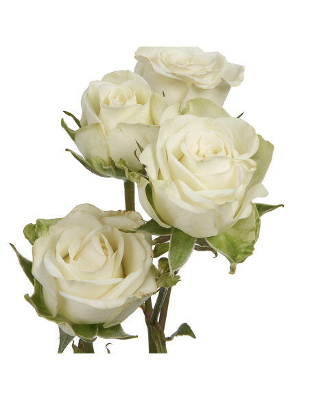 Snowflake White Spray Roses | Pure White Spray Roses Wholesale (120 Stems)