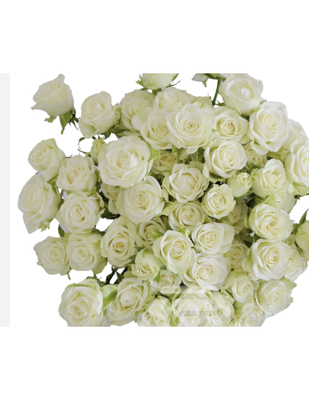 Snowflake White Spray Roses | Pure White Spray Roses Wholesale (120 Stems)