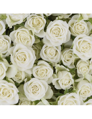 Snowflake White Spray Roses | Pure White Spray Roses Wholesale (120 Stems)