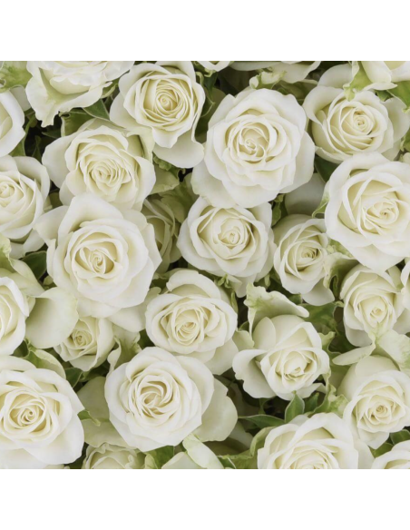 Snowflake White Spray Roses | Pure White Spray Roses Wholesale (120 Stems)