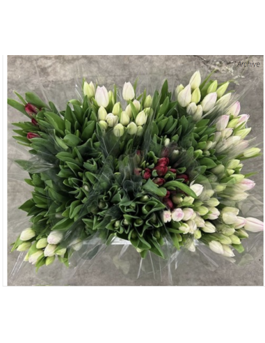 Premium Holland Tulips Christmas MIX