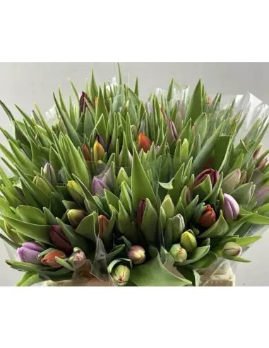 Wholesale tulips for florists,  wedding and event professionals