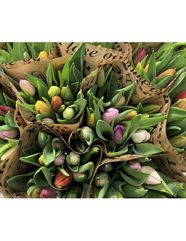 Wholesale tulips for florists,  wedding and event professionals