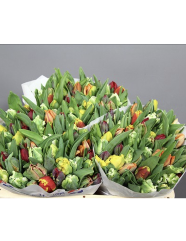 Wholesale tulips for florists,  wedding and event professionals