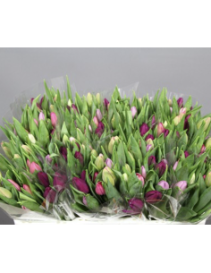 Wholesale tulips for florists,  wedding and event professionals