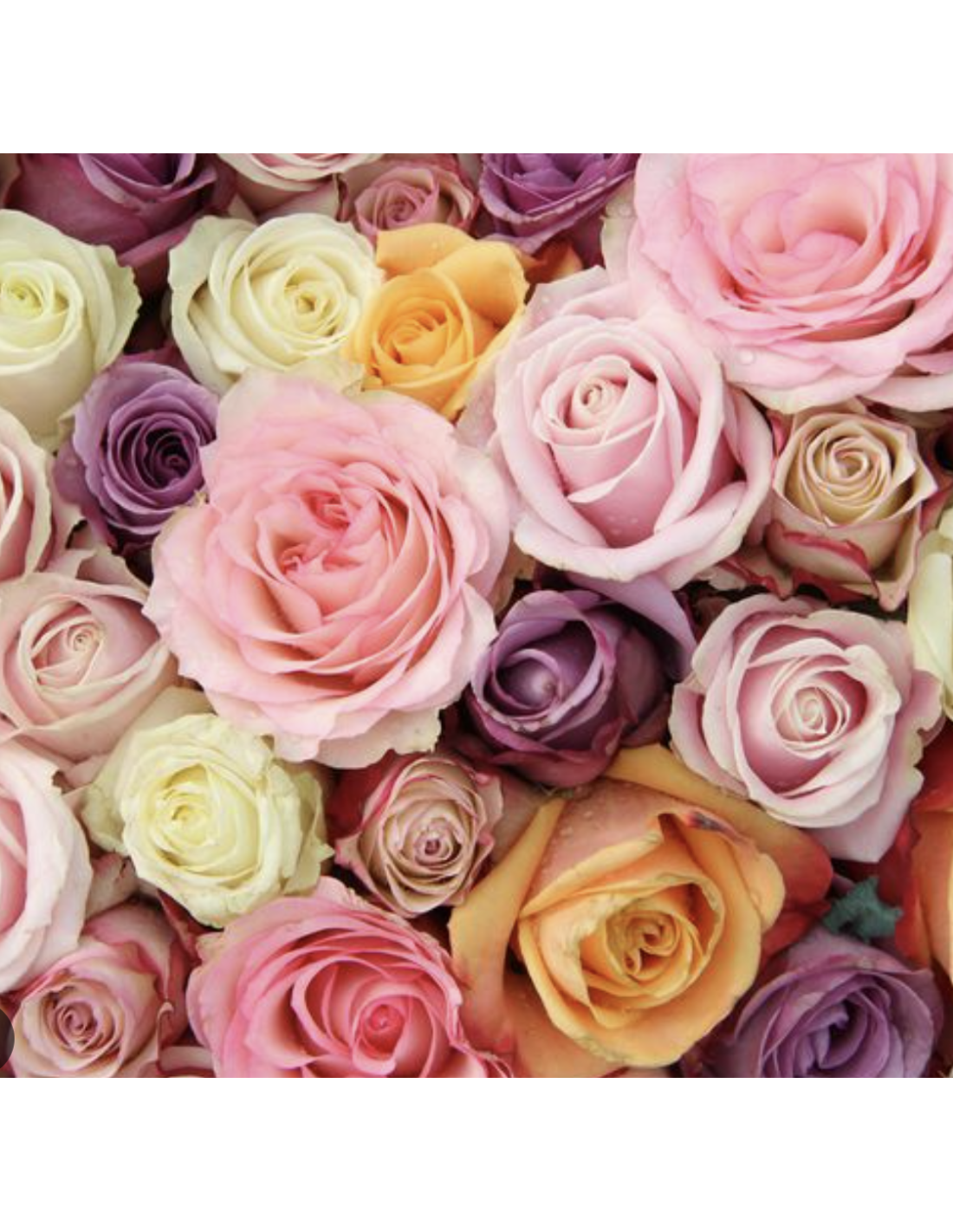 Bloom Premium Roses Wholesale Premium Assorted Roses — 250 Stems 60cm Bulk Box