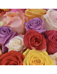 Wholesale Premium Assorted Roses Valentines Mix— 200 Stems 70cm Bulk Box