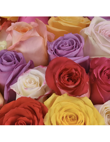Wholesale Premium Assorted Roses Valentines Mix— 200 Stems 70cm Bulk Box