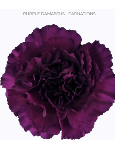 Carnation Purple Damascus | Wholesale Luxury Wedding & Event Florals