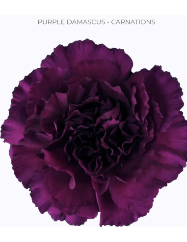 Carnation Purple Damascus | Wholesale Luxury Wedding & Event Florals