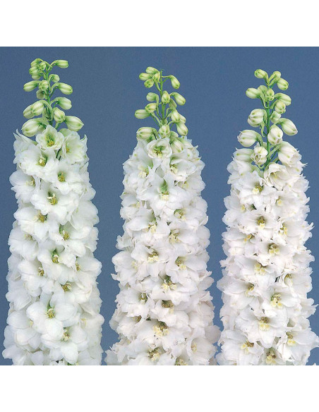 Delphinium Candle Blue or White – Wholesale & Bulk Tall Spikes