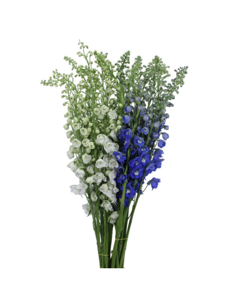 Delphinium Candle Blue or White – Wholesale & Bulk Tall Spikes