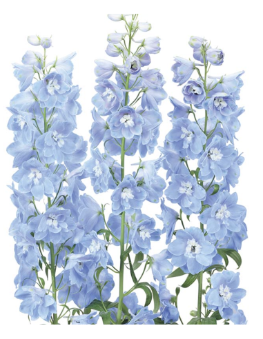Delphinium Candle Blue or White – Wholesale & Bulk Tall Spikes