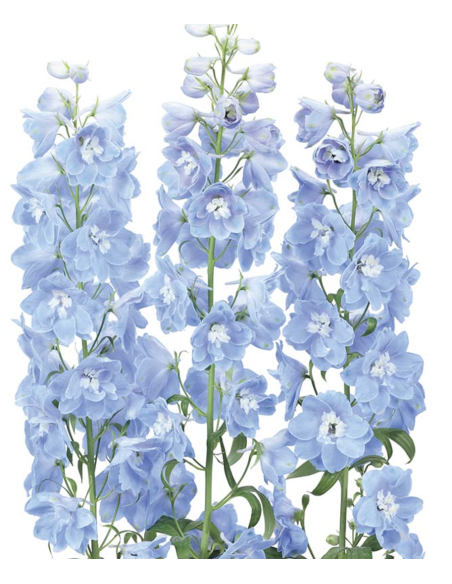 Delphinium Candle Blue or White – Wholesale & Bulk Tall Spikes