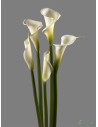 Calla Lily White 30 Stems