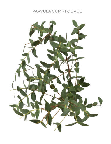 Eucalyptus Parvafolia 10 Bunches