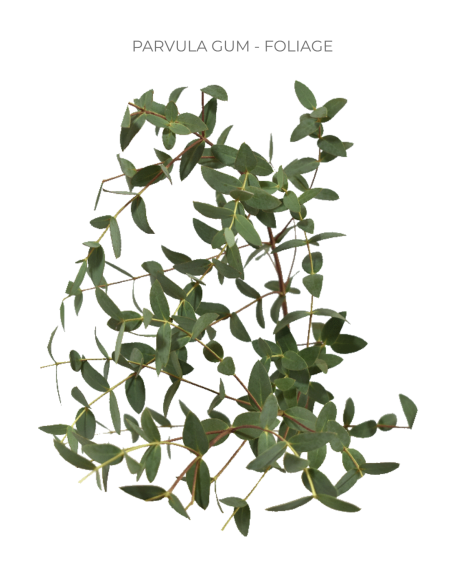 Eucalyptus Parvafolia 10 Bunches