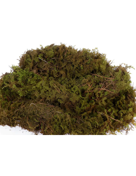 Sheet Moss – Dried Packages | Wholesale & Bulk Moss