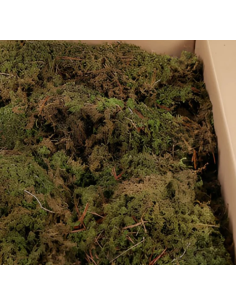 Sheet Moss – Dried Packages | Wholesale & Bulk Moss