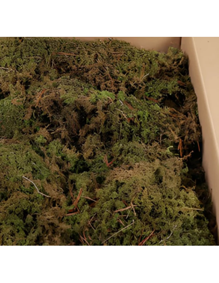 Sheet Moss – Dried Packages | Wholesale & Bulk Moss