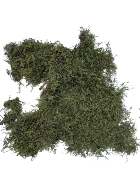 Sheet Moss – Dried Packages | Wholesale & Bulk Moss