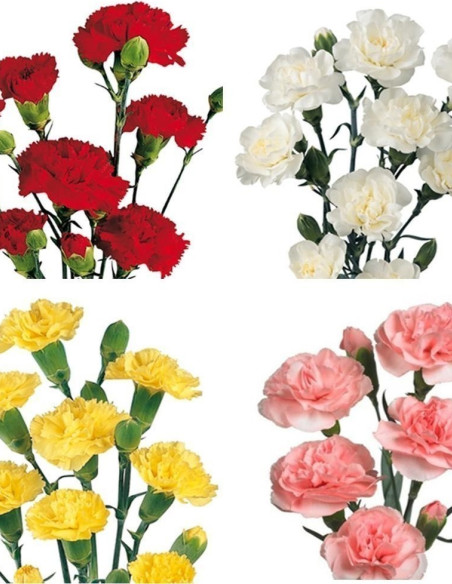 Mini Carnations Spring Pack 15 Bunches