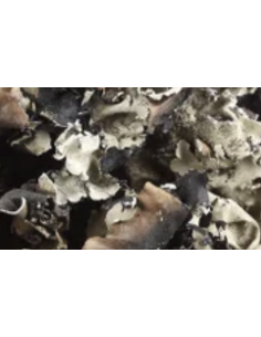 Black Lichen BULK BOXES