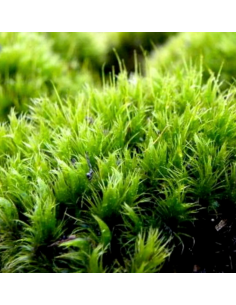 NATURAL DRIED GREEN Mood Moss Consumer Packages 2
