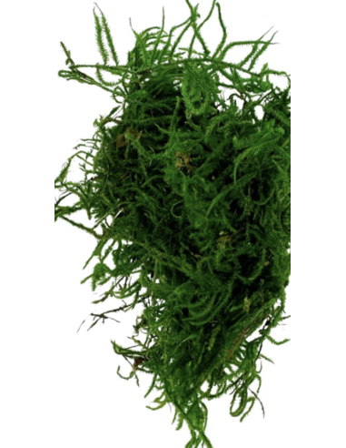 Mountain Moss "sphagnum" Consumer Packs