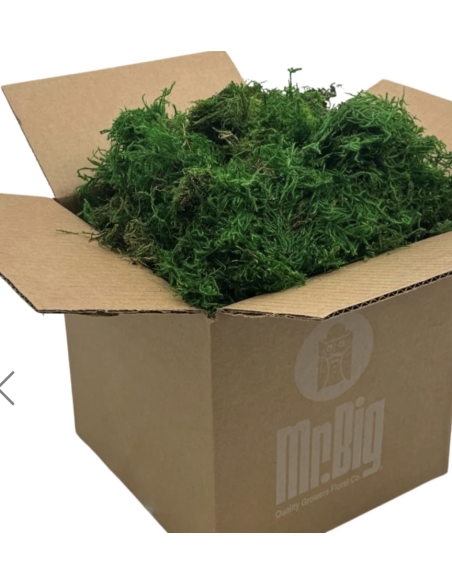 Mountain Moss "sphagnum" Standard Box