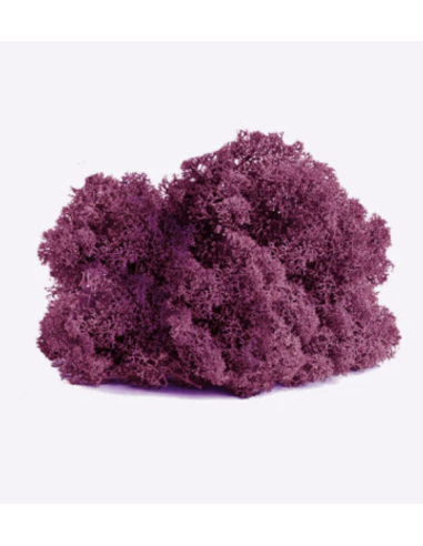 Reindeer Moss Standard Box Preserved