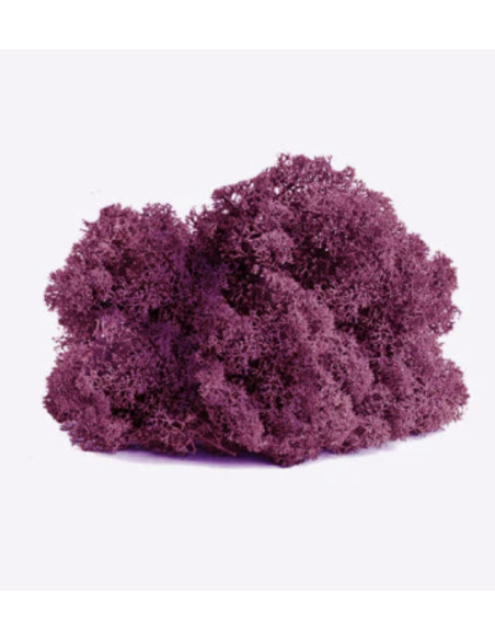 Reindeer Moss Standard Box Preserved