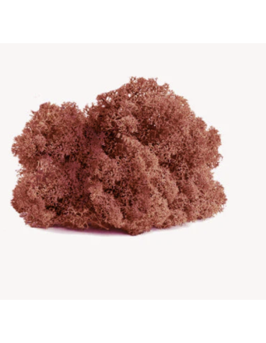 Reindeer Moss Standard Box Preserved