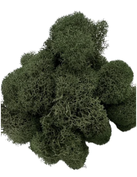 Reindeer Moss Standard Box Preserved