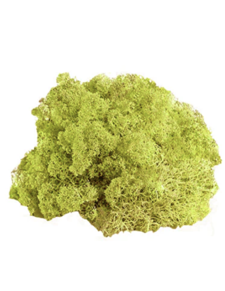 Reindeer Moss Standard Box Preserved