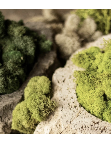 Reindeer Moss Standard Box Preserved