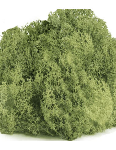 Reindeer Moss Variety Pack Preserved