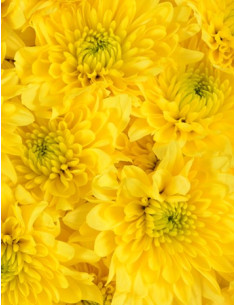 Daisy Assorted 12 Bunches 2