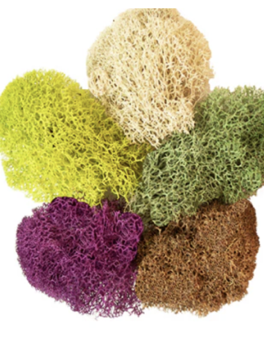 Reindeer Moss – Preserved | BULK Box | Wholesale & Bulk