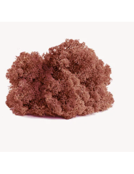 Reindeer Moss BULK Box Preserved