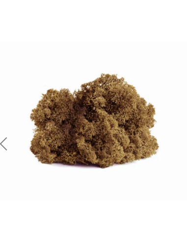 Reindeer Moss – Preserved | BULK Box | Wholesale & Bulk