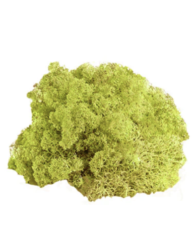 Reindeer Moss BULK Box Preserved