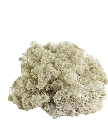 Reindeer Moss BULK Box Preserved