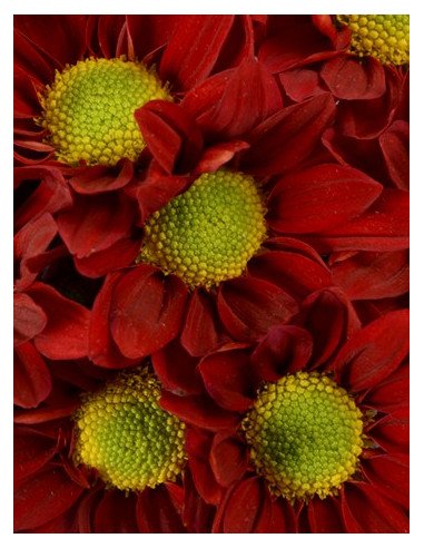 Daisy Assorted 12 Bunches