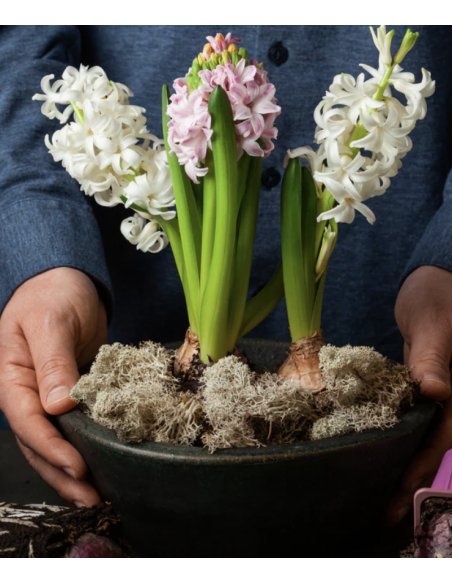 Reindeer Moss BULK Box Preserved